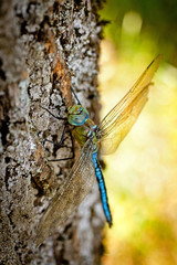 The large blue dragonfly sitting on tree bark