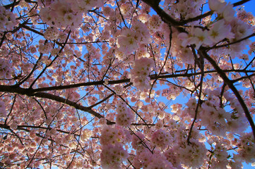 Naklejka premium View of pink cherry blossom from the bottom of the tree.