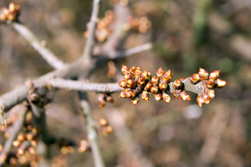 sloe buds