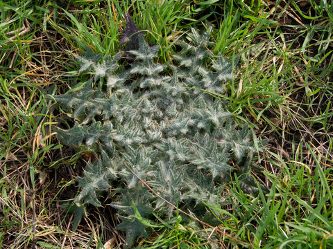 The acanthoides Carduus L. - roadside thistle