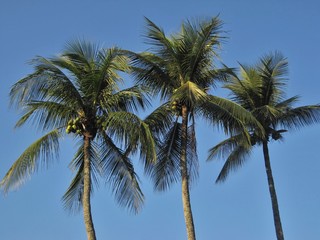 Obraz na płótnie Canvas Kokospalmen mit blauem Himmel 