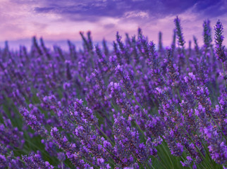 Beautiful colors purple lavender fields near Valensole