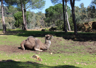 Dromedary in the field
