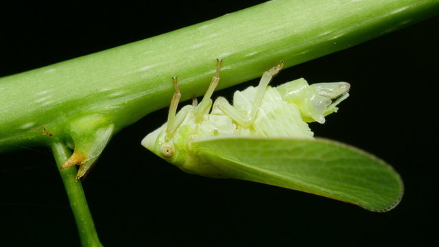 4K Planthopper (Acanalonia conica) Releases Liquid 1