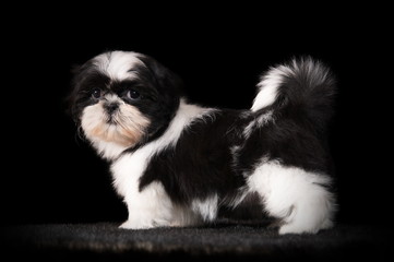 Shih-Tzu en studio sur fond noir