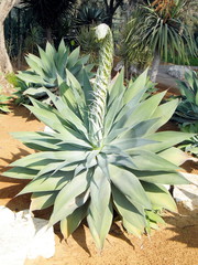 Ramat Gan Park Agave Cactus 2010