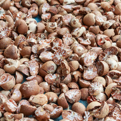 Betel nut cut into the background