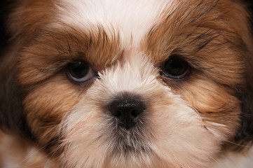 Shih-Tzu en studio sur fond noir