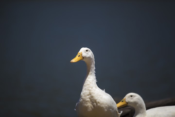 Lazy Ducks
