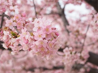 河津桜のアップ