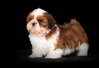 Shih-Tzu en studio sur fond noir