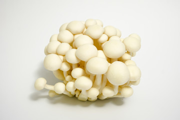 white shimeji isolated