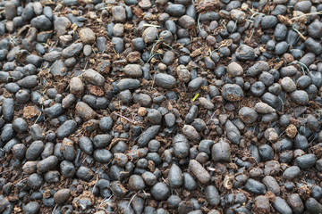Close up brown color goat excrement 