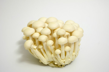 white shimeji