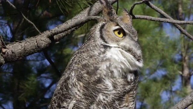 Tight shot of great horned owl hooting in a tree.