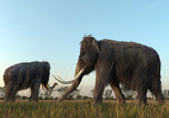 Fototapeta premium Woolly Mammoths In The Morning Sun
