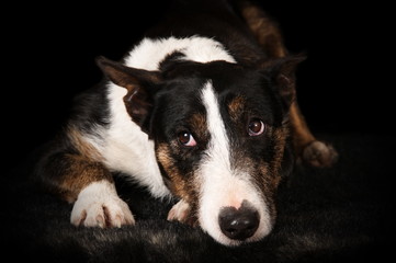 Bull terrier en studio sur fond noir