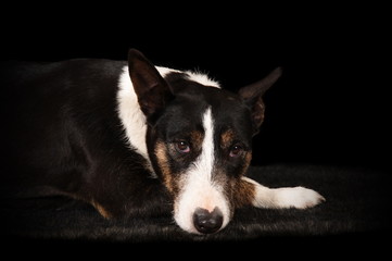 Bull terrier en studio sur fond noir