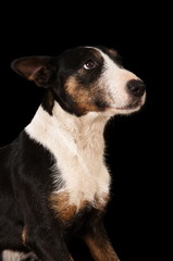 Bull terrier en studio sur fond noir