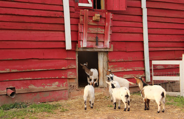 goats in corral
