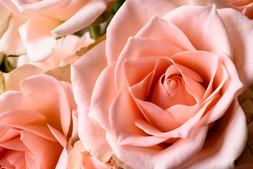Creamy pink natural roses macro