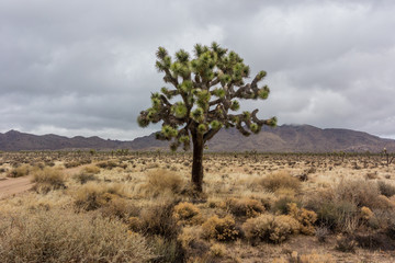 Joshua Tree on Stormy Day