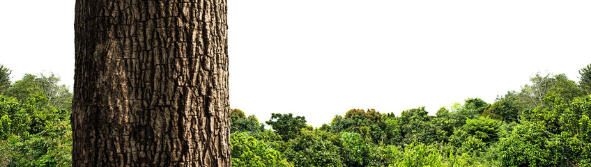 Summer landscape of young green forest isolated on white background.