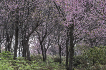 Fototapeta na wymiar blurred background of cherry blossom field