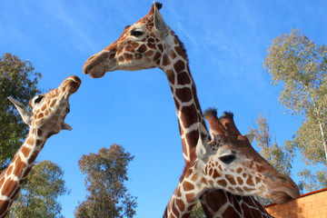 giraffe photo