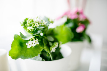 Beautiful spring flowers on windowsill background