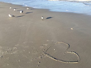 Laughing gulls and a heart drawn in the sand at Jacksonville Beach, Florida, USA. 