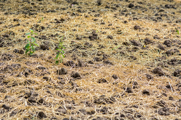 preparation vegetable garden