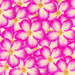 pink flower pattern  background