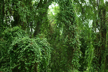 Green leaf background