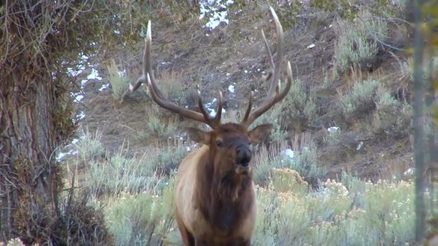 A large elk walks through the forest and calls out to a mate.