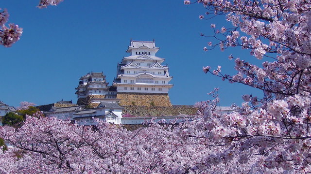 桜咲く姫路城　日本で最も美しい城
