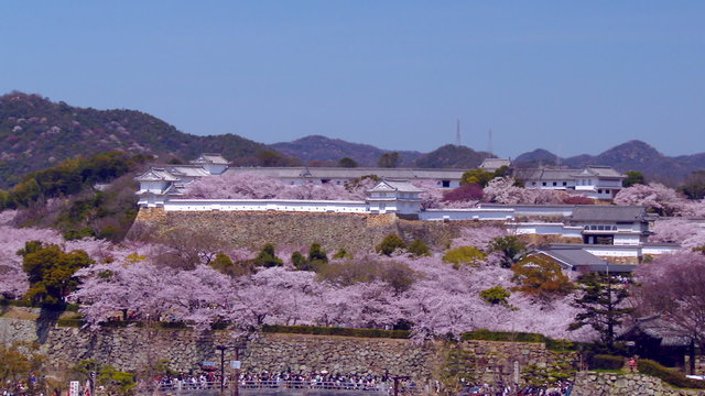 桜咲く姫路城　日本で最も美しい城