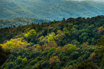 Color of wild