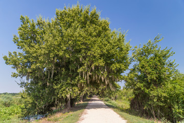 Fototapeta premium Trail surrounded by trees and other vegetation in Brazos Bend State Park near Houston, Texas