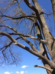 bar branches and blue sky
