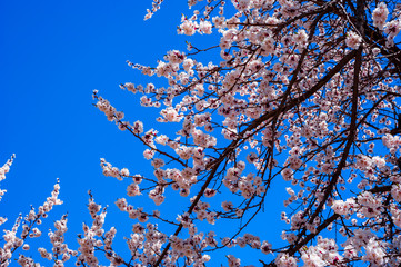 Apricot blossom in Pakistan
