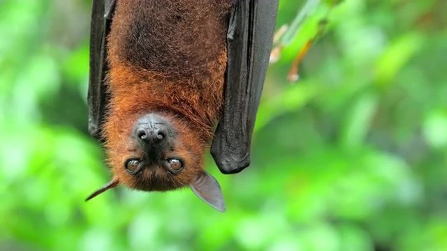 Flying Fox Pteropus hanging on tree branch in tropical rain forest in Asia