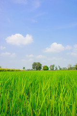 Fototapeta premium Green rice field with blue sky background in countryside