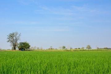 Fototapeta na wymiar Green rice field with blue sky background in countryside.
