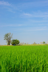 Green rice field with blue sky background in countryside.