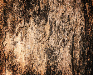 Grunge of wood texture