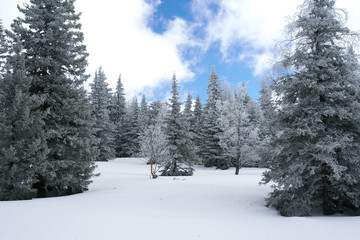 Winter fir forest with snow