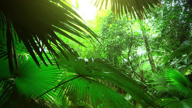 Sunlight through leaves after rain in lush of evergreen tropical rainforest