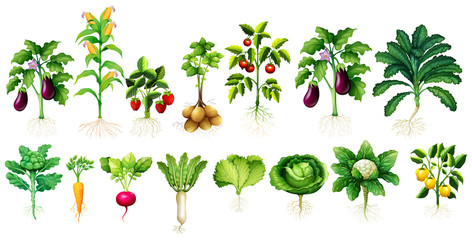 Many kind of vegetables with leaves and roots - obrazy, fototapety, plakaty