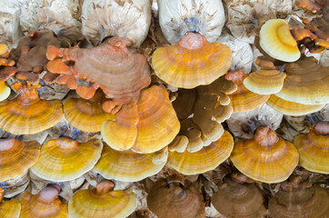 Lingzhi (Ganoderma lucidum)